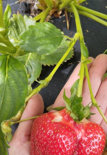 Irina (@irina414211) — my photo № 16