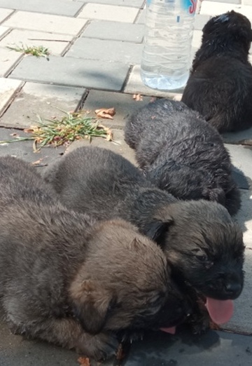 Bacho (@bacho439) — my photo № 2