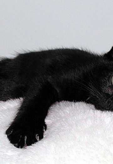 Black Cat (@blackcat131) — my photo № 24