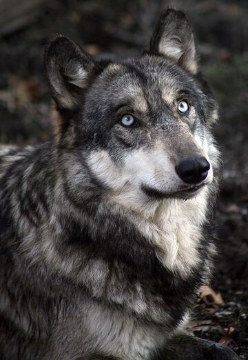 Lone wolf (@andrey114172) — моя фотография № 3